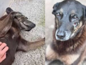 Quem era Orelha, cão comunitário morto após agressões em SC
