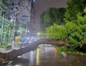 SP: chuva alaga ruas e derruba árvore; Veja Vídeo