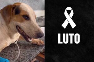 Após morte de Orelha, outro cão comunitário é morto a tiros no Paraná