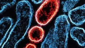 Vírus Nipah: Saiba quais são os grupos mais vulneráveis à infecção