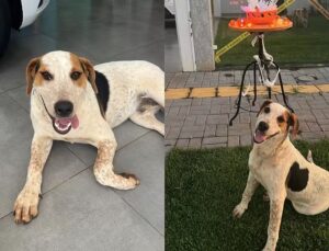 Após morte do cão Orelha, cachorro Abacate morre baleado; VEJA VÍDEO