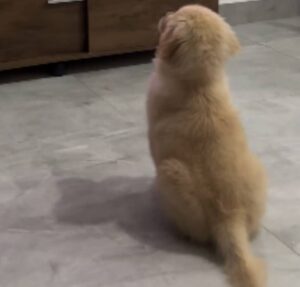 Cachorrinho encanta ao assistir desenho da Galinha Pintadinha