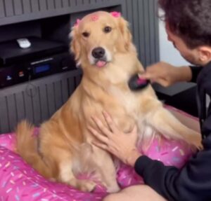 Vaidosa! Cachorrinha encanta web ao pedir para tutores escovarem seu pelo