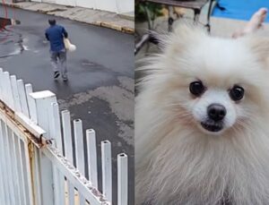 Homem pula portão e furta cachorro da raça spitz alemão de casa; VEJA VÍDEO