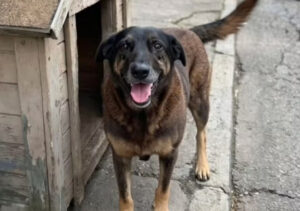 Caso Orelha: morte de cão comunitário gera protesto, investigação e reação política em Florianópolis