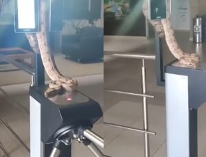 Jiboia é encontrada em catraca de prédio público após o expediente; VEJA VÍDEO