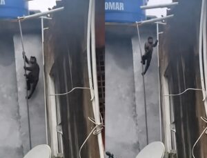 Moradores de favela relatam ataques e invasões de macaco-prego nas casas; VEJA VÍDEO
