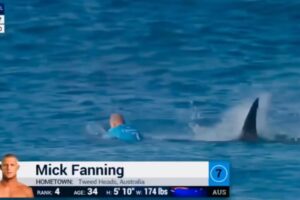 Surfista é atacado por tubarão branco e é salvo por amigo