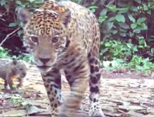 Armadilha fotográfica faz registro histórico de onça-pintada com filhotes em mata; VEJA VÍDEO!