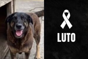 Adolescentes serão condenados por matar o Cão Orelha? Veja o que diz a lei