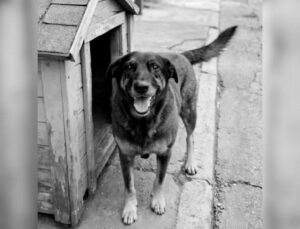 Dois adolescentes suspeitos de matar cão Orelha estão nos EUA, diz polícia