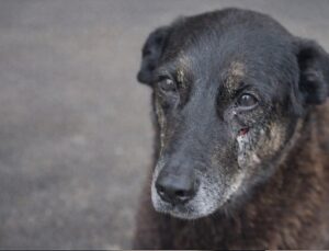 Cão Orelha: saiba qual a punição para crimes contra animais no Brasil