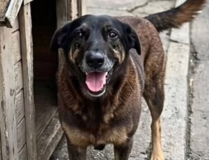 Caso Orelha: Familiares de adolescentes que espancaram cachorro até a morte são indiciados por ameaça a testemunha