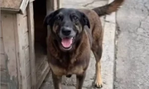 O que pode acontecer com os adolescentes suspeitos de matar o cão Orelha