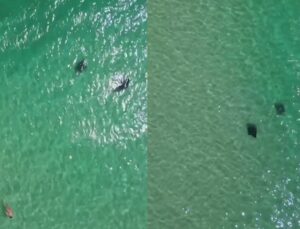 Raias são flagradas nadando perto de banhistas em praia; veja VÍDEO