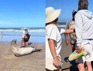 Turista tenta encostar em leão-marinho na praia e animal reage; VEJA VÍDEO