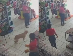 Cachorro invade pet shop, ‘furta’ alimento e assusta funcionários; VEJA VÍDEO