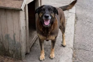 Caso Orelha faz Brasil bater recorde histórico de buscas por cães