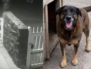 Cão Orelha: Vídeo mostra porteiro cercado e coagido pela família de adolescentes; VEJA