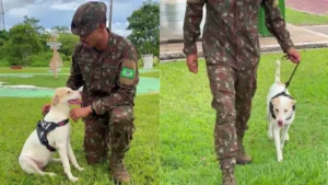 Cadela atacada por sucuri é salva por militares e ganha novo lar no Pará; veja vídeo