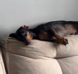 Após comer petiscos escondidos, cachorrinho surge descansando com a barriga cheia