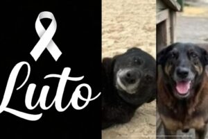 Morre Pretinha, melhor amiga do Cão Orelha