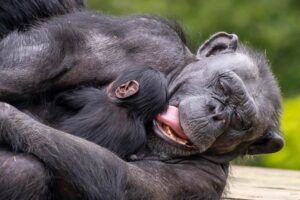 Nasce bebê chimpanzé no Zoológico de São Paulo