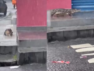 Jacaré enorme aparece no meio de avenida e bombeiros são chamados; VEJA VÍDEO