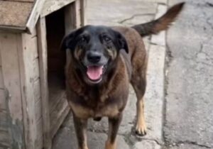 Assassino do Cão Orelha não poderá ser internado