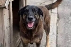 Caso Orelha: Delegado aponta provas e contradições de adolescente no indiciamento