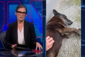 Jornal Nacional destaca morte do Cão Orelha e confirma adolescente suspeito pelo crime