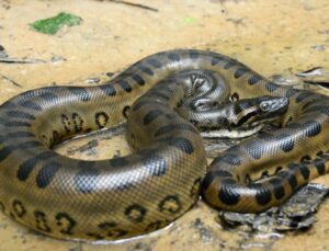 Sucuri de seis metros é flagrada enrolada em cachorra no interior de SP; VEJA VÍDEO
