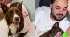 ‘Agiu como se fosse descartável’: Lucas Guedez é acusado de abandonar cachorrinha em creche; influenciador circula com uma nova cadela