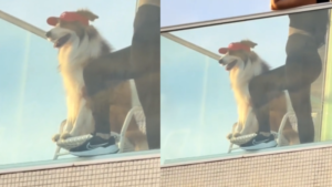 Doguinho roubou a cena de viseira em “cãomarote”; veja vídeo