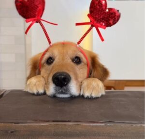 Golden com tiarinha na cabeça faz brincadeira de esconde-esconde (e vai conquistar o seu coração!)