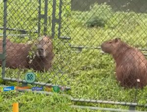 Capivara com fita plástica presa ao corpo é resgatada perto de rio; VEJA VÍDEO