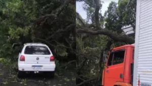 Árvore de grande porte cai sobre carro após acidente em Maringá; VEJA VÍDEO!