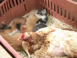 Galinha ‘adota’ filhotes de gata em chácara no interior de SP; VEJA VÍDEO!