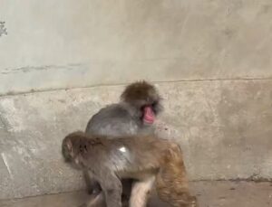 Caso do filhote de macaco que comoveu internet agarrado a pelúcia tem reviravolta; VEJA