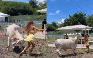 Nicole Bahls leva susto após ser atacada por vaca em fazenda no Rio de Janeiro