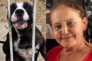 Morre idosa que venceu o câncer após ataque de pitbulls em SP