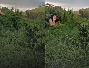 PM descobre cerca de 500 pés de maconha mantidos por família e toma atitude drástica; VEJA VÍDEO
