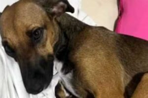 Apartamento é invadido, e cadela é agredida e morta em Fortaleza: ‘Absurdo’