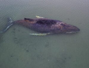 Autoridades mobilizam força-tarefa de escavadeiras para resgatar baleia-jubarte encalhada; VEJA VÍDEO