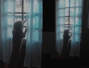 Vídeo mostra reencontro entre austronauta e seu cachorro após missão; VEJA VÍDEO