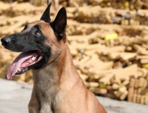 Imagens revelam onde cão da PM encontrou quase 50 toneladas de maconha; VEJA VÍDEO