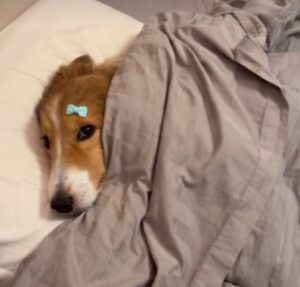 Cachorrinha fica na preguiça e se recusa a levantar da cama do tutor; confira