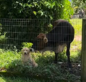 Amigos do mundo animal! Cachorrinho recebe carinho de boi e viraliza; assista!