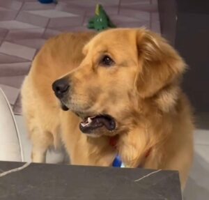 Medo desbloqueado! Cachorrinho se assusta ao ouvir trovão pela primeira vez; confira