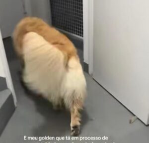 Era fitness! Cachorrinho diverte a web ao mostrar método de exercícios para emagrecer; confira